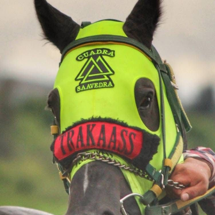 Máscara de Compresión HEADPRESS – Potencia y Protección para Caballos de Alto Rendimiento